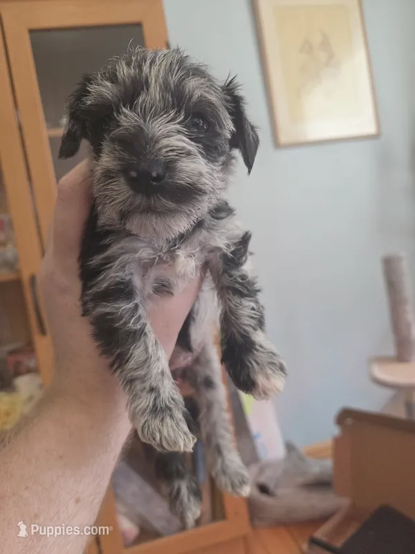 Panda – Miniature Schnauzer puppy for sale in Fort Collins, CO