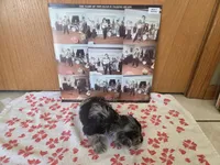 Mickey, a male Miniature Schnauzer for sale in Fort Collins, CO – 2 of 4