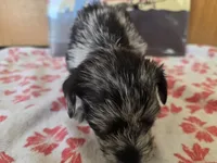 Panda, a female Miniature Schnauzer for sale in Fort Collins, CO – 3 of 4