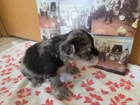 Mickey, a male Miniature Schnauzer for sale in Fort Collins, CO – 4 of 4