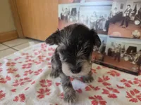 Mickey, a male Miniature Schnauzer for sale in Fort Collins, CO – 3 of 4