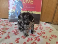 Panda, a female Miniature Schnauzer for sale in Fort Collins, CO – 2 of 4