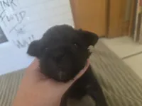 Dotty, a female Miniature Schnauzer for sale in Fort Collins, CO – 3 of 4