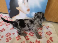 Rosie, a female Miniature Schnauzer for sale in Fort Collins, CO – 4 of 4