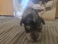 Rice, a male Miniature Schnauzer for sale in Fort Collins, CO – 2 of 4