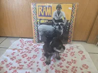 Marigold, a female Miniature Schnauzer for sale in Fort Collins, CO – 2 of 4