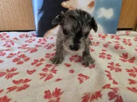Rosie, a female Miniature Schnauzer for sale in Fort Collins, CO – 2 of 4