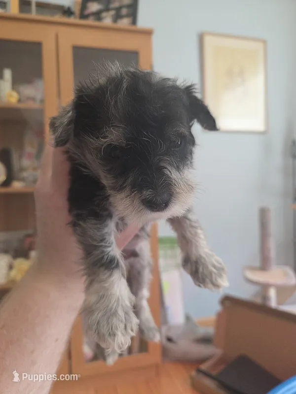 Mickey – Miniature Schnauzer puppy for sale in Fort Collins, CO