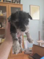 Mickey, a male Miniature Schnauzer for sale in Fort Collins, CO – 1 of 4