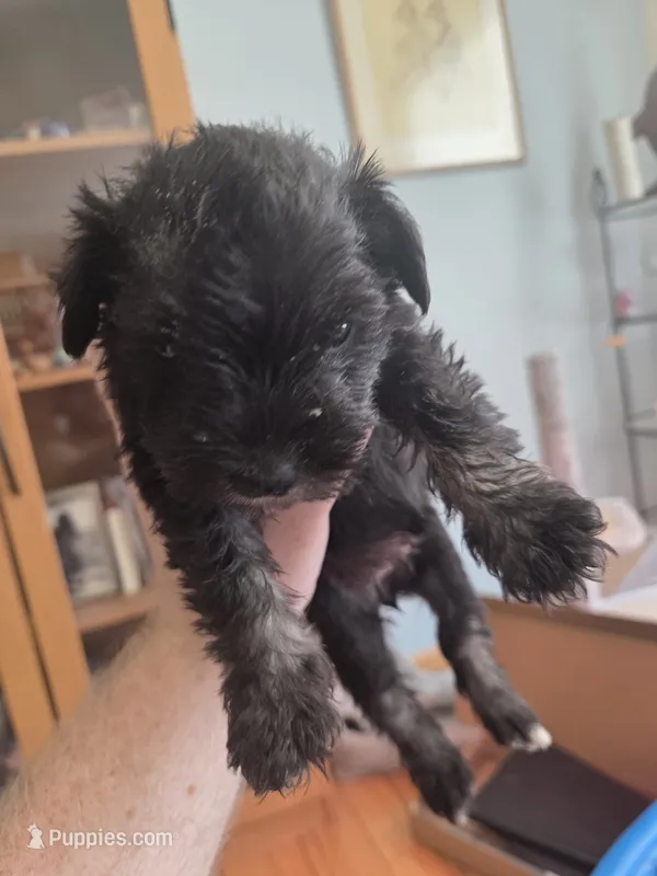 Dotty – Miniature Schnauzer puppy for sale in Fort Collins, CO