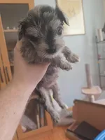 Rosie, a female Miniature Schnauzer for sale in Fort Collins, CO – 1 of 4