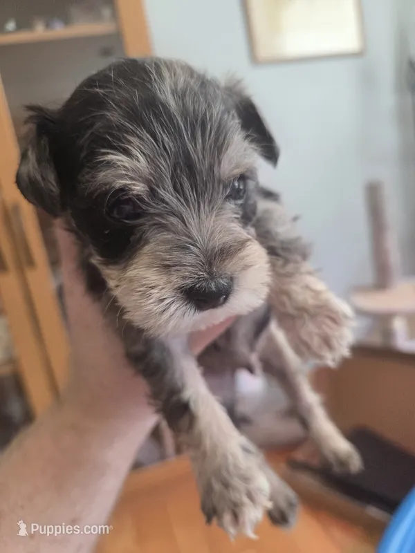 Rice – Miniature Schnauzer puppy for sale in Fort Collins, CO