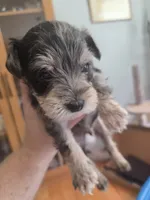 Rice, a male Miniature Schnauzer for sale in Fort Collins, CO – 1 of 4
