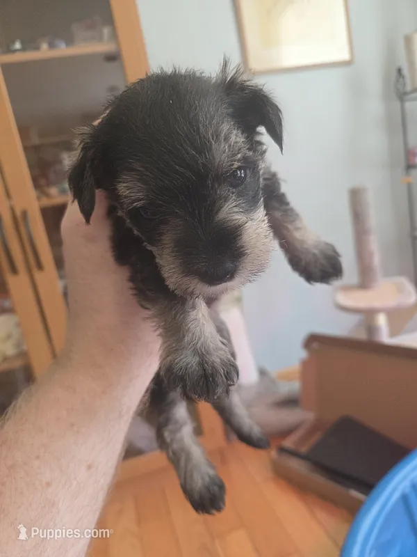 Marigold – Miniature Schnauzer puppy for sale in Fort Collins, CO