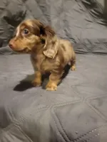 PENNY Akc, a female Miniature Dachshund for sale in Strafford, MO – 4 of 5
