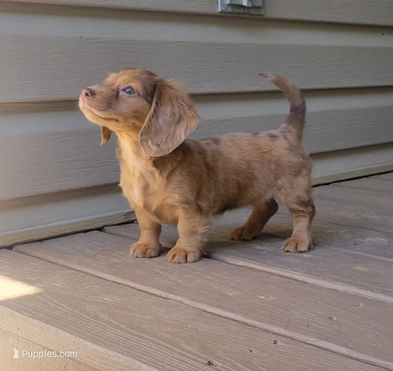 Pearl AKC – Miniature Dachshund puppy for sale in Strafford, MO
