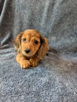 Ben Akc, a male Miniature Dachshund for sale in Strafford, MO – 2 of 5