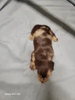 Sarah AKC, a female Miniature Dachshund for sale in Strafford, MO – Photo 8 of 8