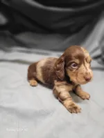 Sarah AKC, a female Miniature Dachshund for sale in Strafford, MO – Photo 7 of 8