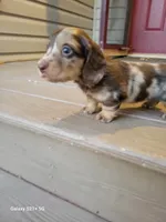 Sarah AKC, a female Miniature Dachshund for sale in Strafford, MO – Photo 2 of 8