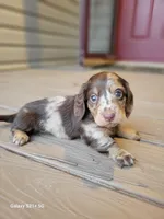 Sarah AKC, a female Miniature Dachshund for sale in Strafford, MO – Photo 1 of 8