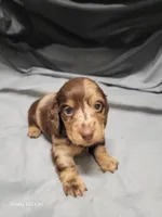 Sarah AKC, a female Miniature Dachshund for sale in Strafford, MO – Photo 3 of 8