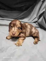 Sarah AKC, a female Miniature Dachshund for sale in Strafford, MO – Photo 6 of 8