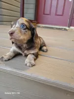Sarah AKC, a female Miniature Dachshund for sale in Strafford, MO – Photo 5 of 8