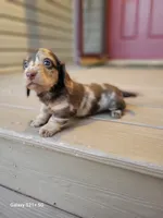 Sarah AKC, a female Miniature Dachshund for sale in Strafford, MO – Photo 4 of 8