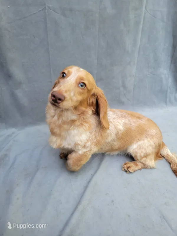 Benny  – Miniature Dachshund puppy for sale in Strafford, MO