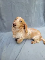 Benny , a male Miniature Dachshund for sale in Strafford, MO – 1 of 3