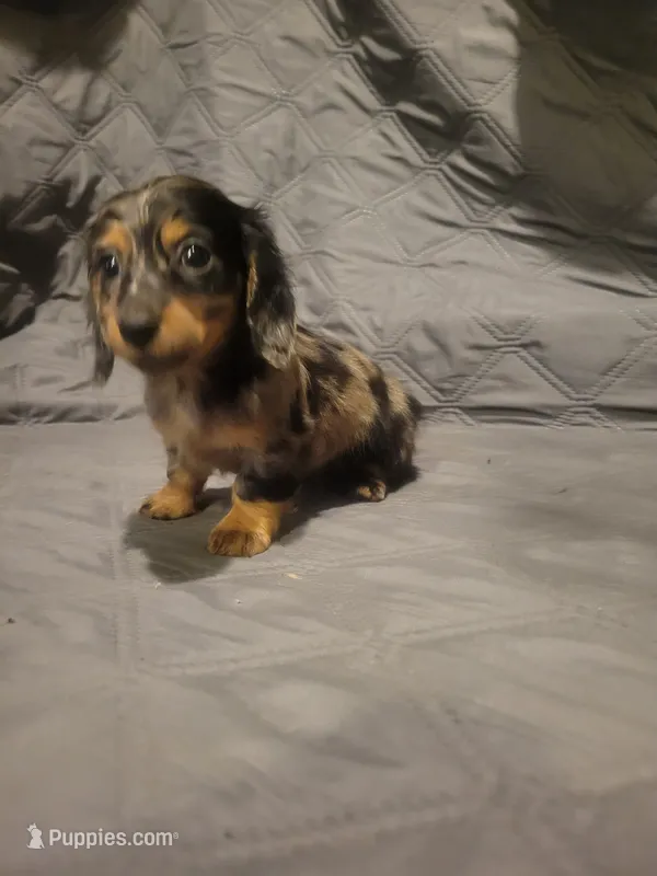 Pearl AKC – Miniature Dachshund puppy for sale in Strafford, MO