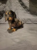 Pearl AKC, a female Miniature Dachshund for sale in Strafford, MO – 5 of 5