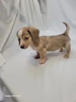 Parker AKC, a male Miniature Dachshund for sale in Strafford, MO – Photo 1 of 4