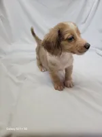 Parker AKC, a male Miniature Dachshund for sale in Strafford, MO – Photo 3 of 4