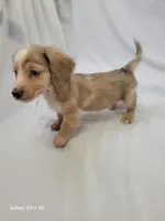 Parker AKC, a male Miniature Dachshund for sale in Strafford, MO – Photo 2 of 4