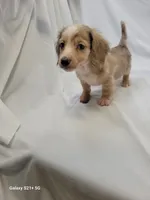 Parker AKC, a male Miniature Dachshund for sale in Strafford, MO – Photo 4 of 4