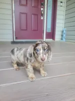 PENNY Akc, a female Miniature Dachshund for sale in Strafford, MO – 2 of 5