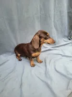 Cindy, a female Miniature Dachshund for sale in Strafford, MO – 1 of 2