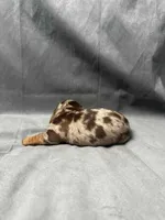 Sky AKC, a female Miniature Dachshund for sale in Strafford, MO – Photo 3 of 4