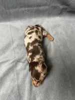 Sky AKC, a female Miniature Dachshund for sale in Strafford, MO – Photo 2 of 4