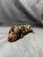 Sky AKC, a female Miniature Dachshund for sale in Strafford, MO – Photo 4 of 4