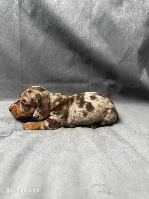 Sky AKC, a female Miniature Dachshund for sale in Strafford, MO – Photo 1 of 4