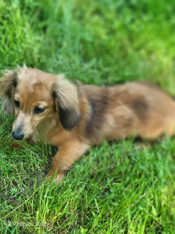 Dolly Akc – Miniature Dachshund puppy for sale in Strafford, MO