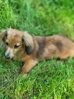 Dolly Akc, a female Miniature Dachshund for sale in Strafford, MO – 1 of 2