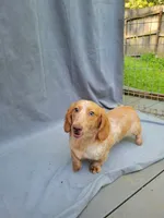 Benny , a male Miniature Dachshund for sale in Strafford, MO – 2 of 3