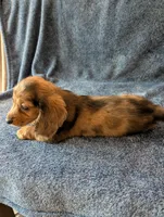 Ben Akc, a male Miniature Dachshund for sale in Strafford, MO – 5 of 5