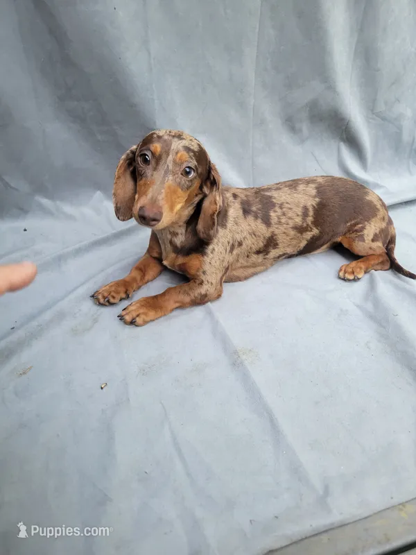 Sparkles  – Miniature Dachshund puppy for sale in Strafford, MO