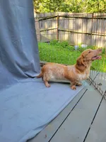 Benny , a male Miniature Dachshund for sale in Strafford, MO – 3 of 3
