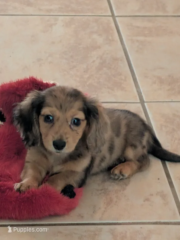 Ben Akc – Miniature Dachshund puppy for sale in Strafford, MO